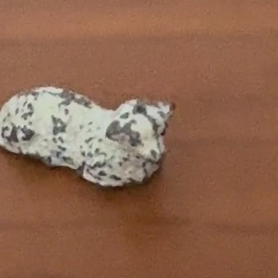 close up of sweet small scale lamb lead toy collectable