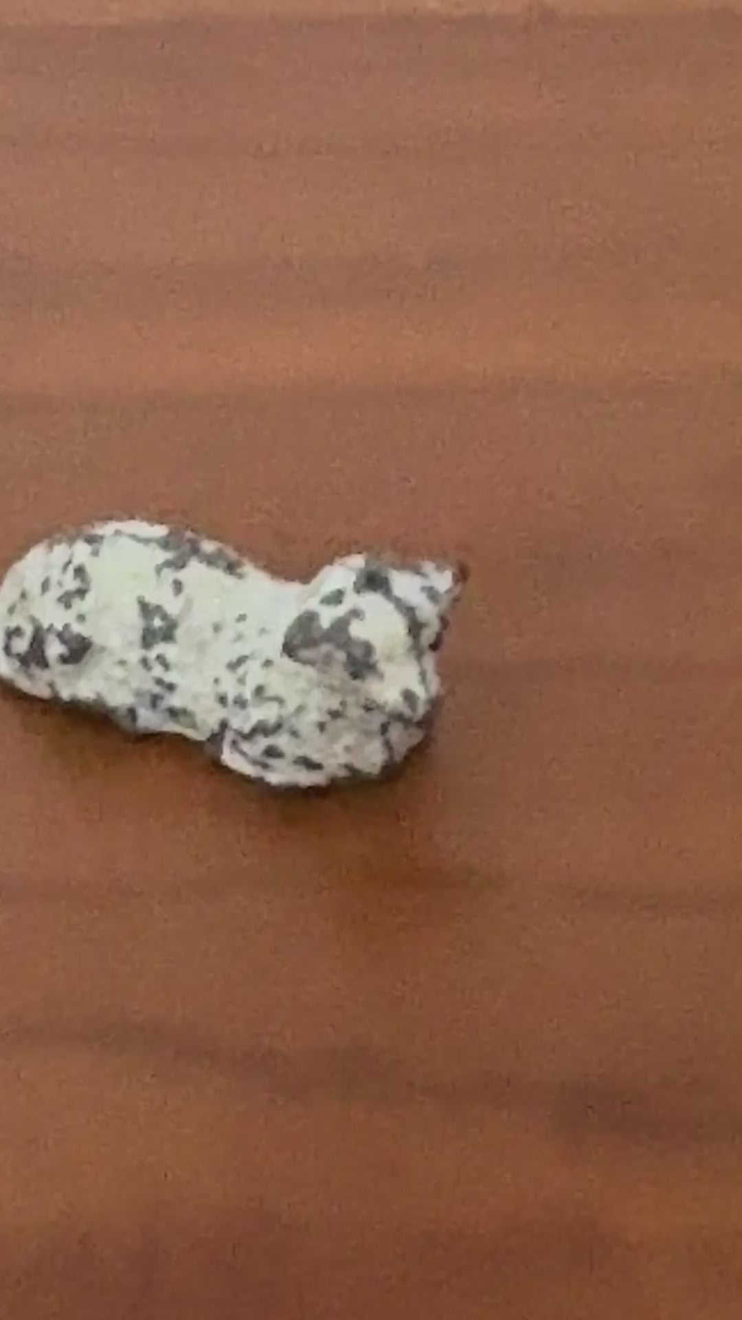 close up of sweet small scale lamb lead toy collectable