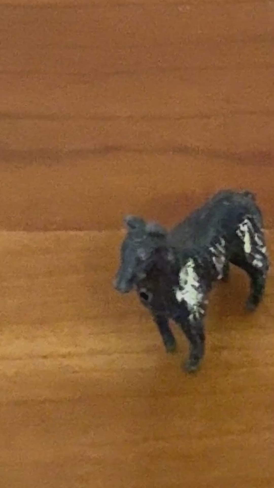Proud Miniature Dark Grey and Cream Working Collie Farm Dog | 1920s Britains Lead Collectible